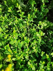 Polygonum aviculare