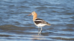 Recurvirostra americana