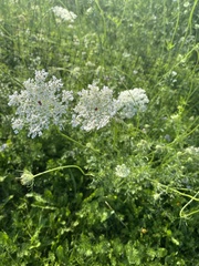 Daucus carota