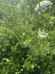 Daucus carota