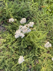 Achillea millefolium