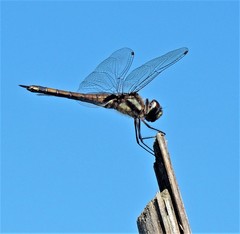 Tramea cophysa