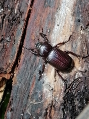 Phileurus