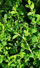 Polygonum aviculare