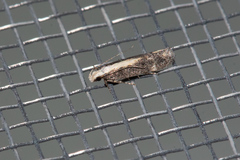 Aroga paraplutella