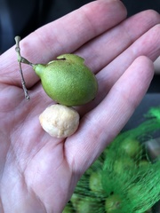 Melicoccus bijugatus