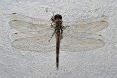 Tramea cophysa