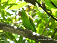 Brotogeris jugularis