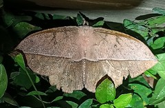 Lonomia columbiana