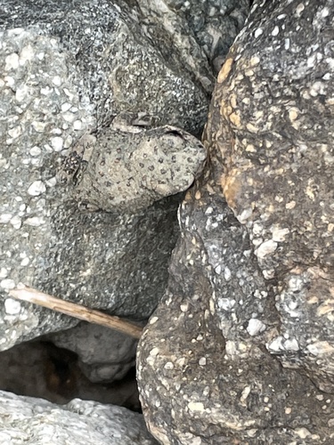 iNaturalist observation photo of Red-spotted Toad