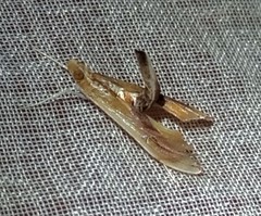 Agathodes monstralis