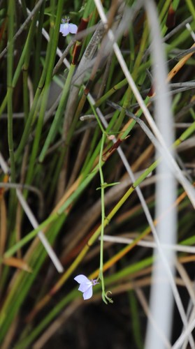 Image of Grammatotheca bergiana by (c) Tony Rebelo, some rights reserved (CC BY-SA)