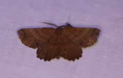 Euchlaena johnsonaria