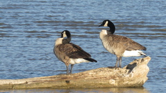 Branta canadensis