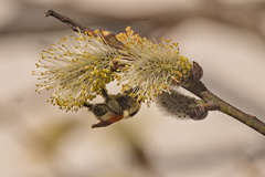 Bombus ternarius