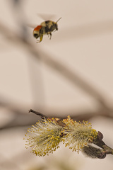 Bombus ternarius