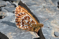 Boloria polaris