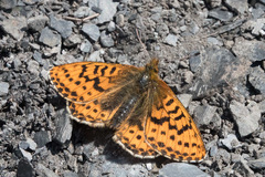 Boloria polaris