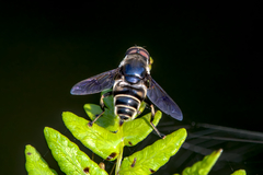 Eristalis saxorum