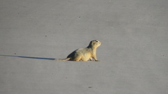 Urocitellus richardsonii