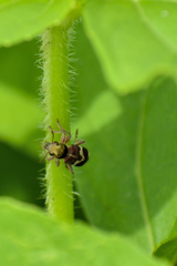 Enoclerus bombycinus