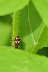 Enoclerus bombycinus