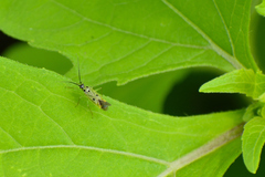 Ilnacora