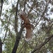 photo of Red-shouldered Hawk (Buteo lineatus)