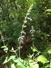 Salvia ramamoorthyana