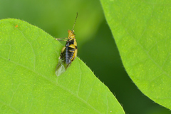 Systena nigroplagiata