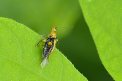 Systena nigroplagiata