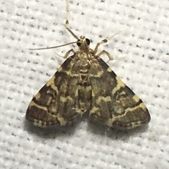 Anageshna primordialis