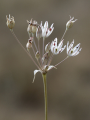 Allium inaequale