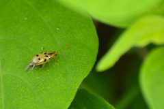 Systena nigroplagiata