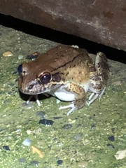 Leptodactylus rhodonotus
