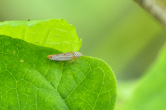 Graphocephala aurora