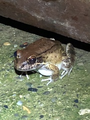 Leptodactylus rhodonotus