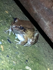 Leptodactylus rhodonotus