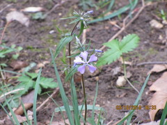 Phlox divaricata divaricata