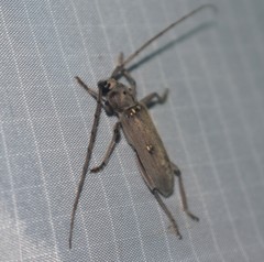Eburia mutica