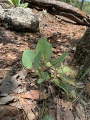 Roldana sessilifolia