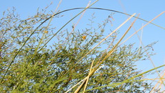 Aeschynomene montevidensis