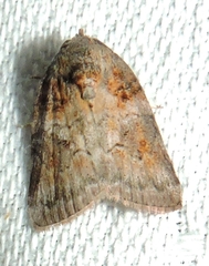 Garella vallata