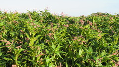 Persicaria ferruginea