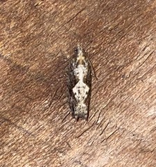 Gretchena watchungana