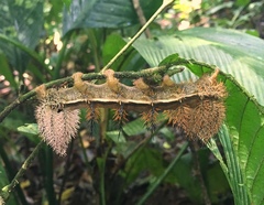 Automeris postalbida