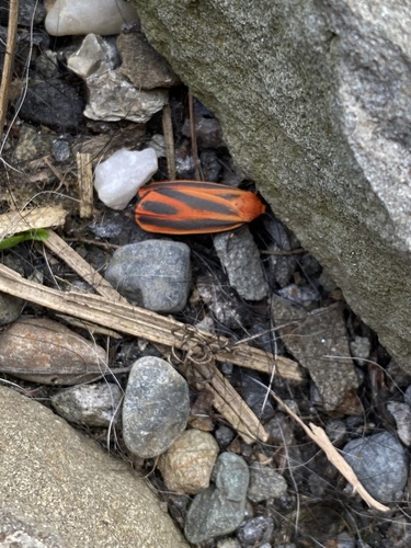 Scarlet-winged Lichen Moth photo 4