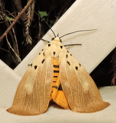 Asota iodamia