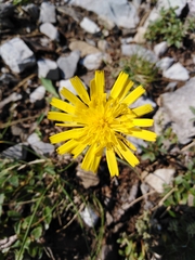 Crepis pygmaea