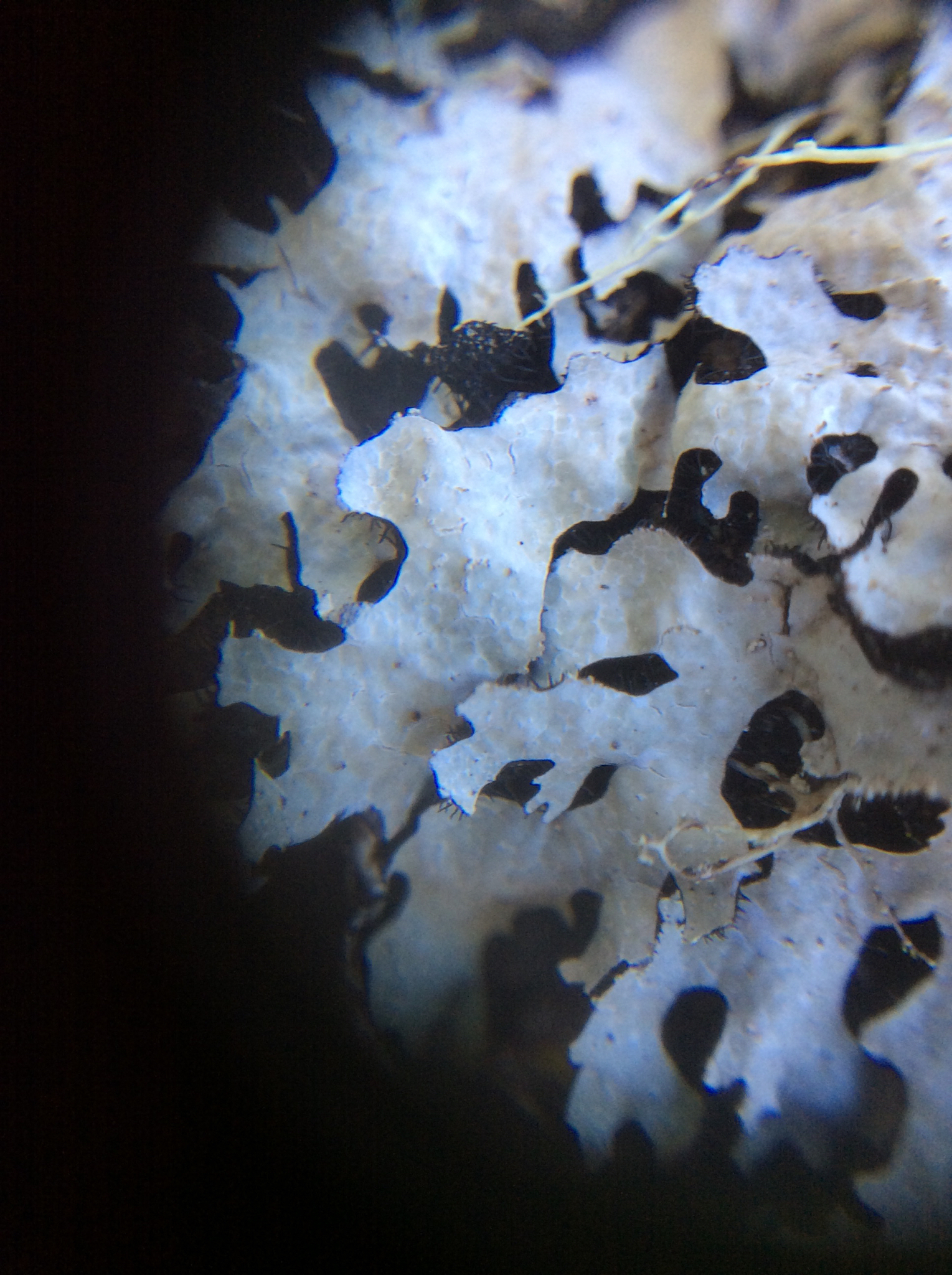 Parmelia image